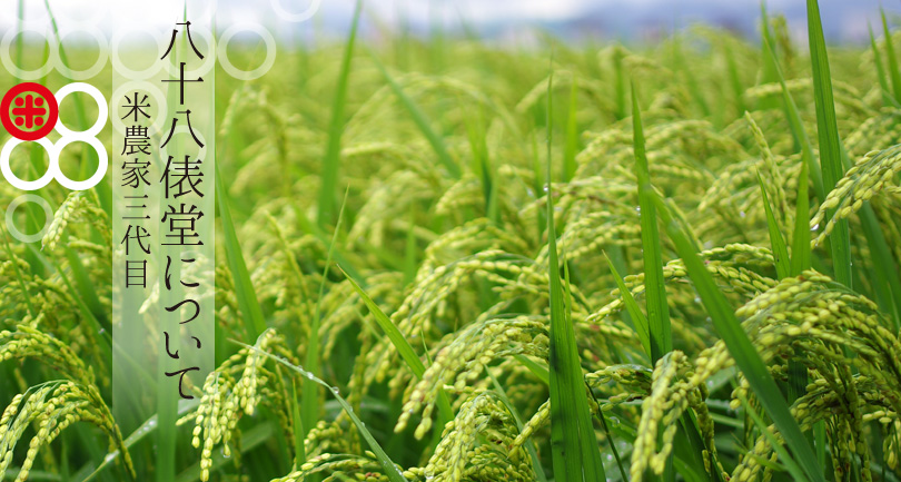 青々とした稲の風景(倉敷八十八俵堂)