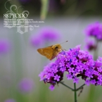 倉敷八十八俵堂・畦の草花