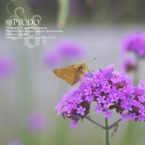 倉敷八十八俵堂・畦の草花