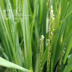 特別栽培米レンゲ米の稲穂(花)