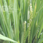 特別栽培米レンゲ米の稲穂(花)