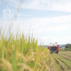 特別栽培米(レンゲ米)の収穫