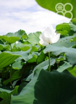 備中倉敷の水のある風景