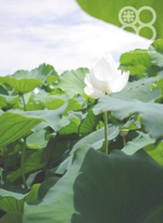 備中倉敷の水のある風景