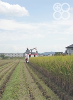 倉敷八十八俵堂・お米の収穫風景 
