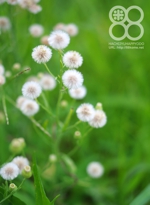 倉敷八十八俵堂・畦の草花