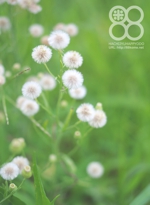 倉敷八十八俵堂・畦の草花