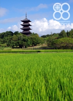 備中・稲穂風景