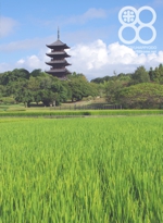 備中・稲穂風景