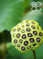 蓮の実(倉敷玉島にて)