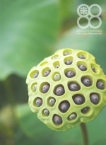 蓮の実(倉敷玉島にて)