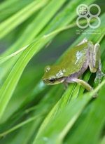 倉敷八十八俵堂・田んぼ脇の蛙