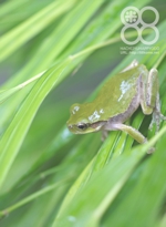 倉敷八十八俵堂・田んぼ脇の蛙