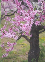 岡山の果物・桃の花