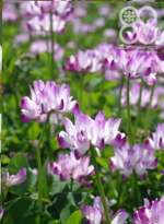 特別栽培米(レンゲ米)のレンゲ畑