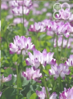 特別栽培米(レンゲ米)のレンゲ畑