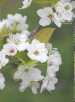 岡山の果物・梨の花