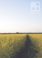 備中・八十八俵堂、稲穂のある風景