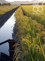 倉敷八十八俵堂・田園風景