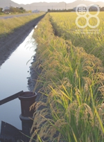 倉敷八十八俵堂・田園風景