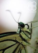 田んぼの畦の花に訪れる蝶