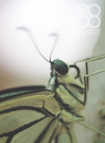 田んぼの畦の花に訪れる蝶