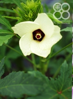 田んぼの脇の畑で咲くオクラの花