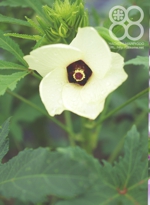 田んぼの脇の畑で咲くオクラの花